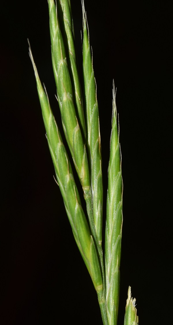 Brachypodium rupestre (Host) Roem. & Schult. 