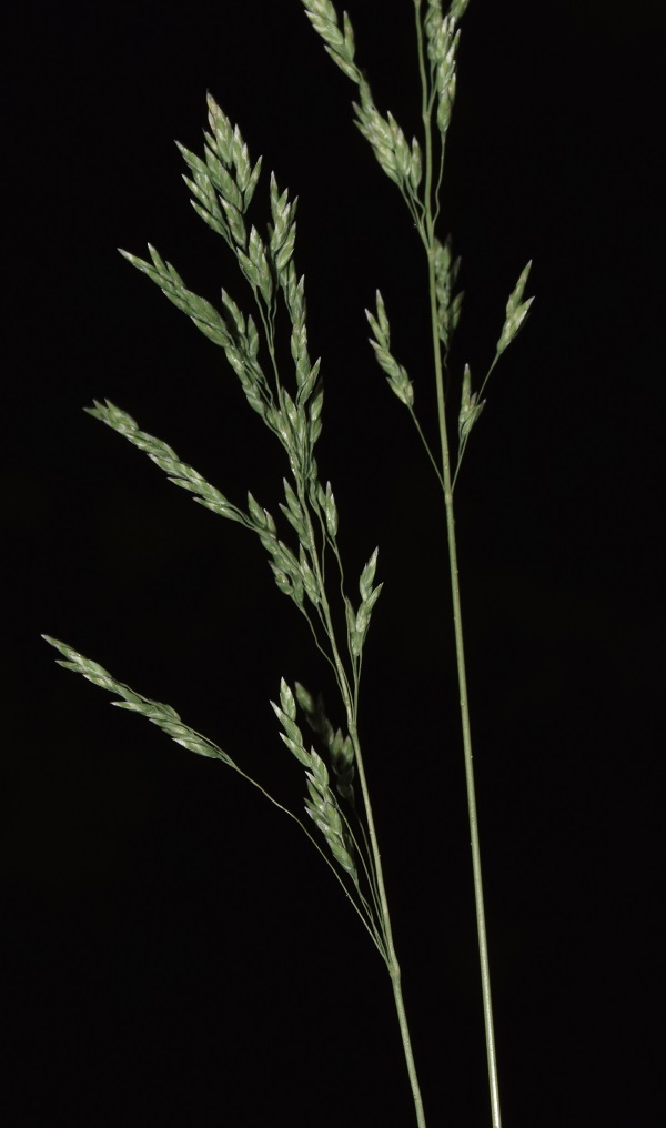 Poa pratensis L.