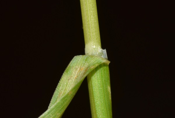 Poa pratensis L.