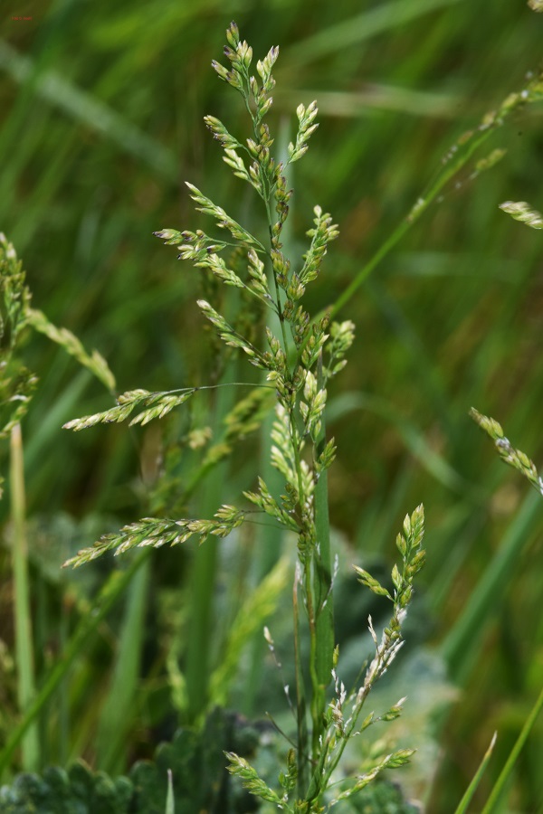 Poa trivialis L.