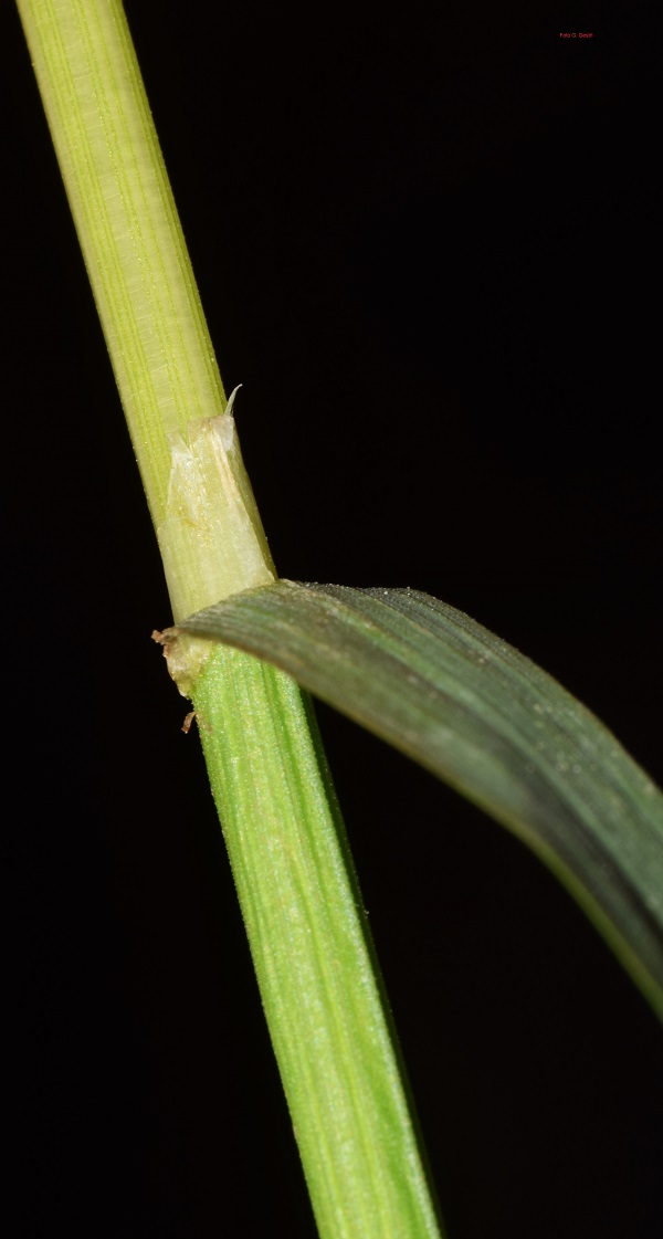 Poa trivialis L.
