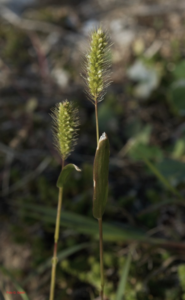 Setaria italica subsp. viridis (L.) Thell.