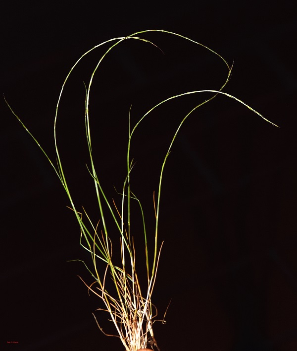 Psilurus incurvus (Gouan) Sch.et Th. (Festuca incurva (Gouan) Gutermann)