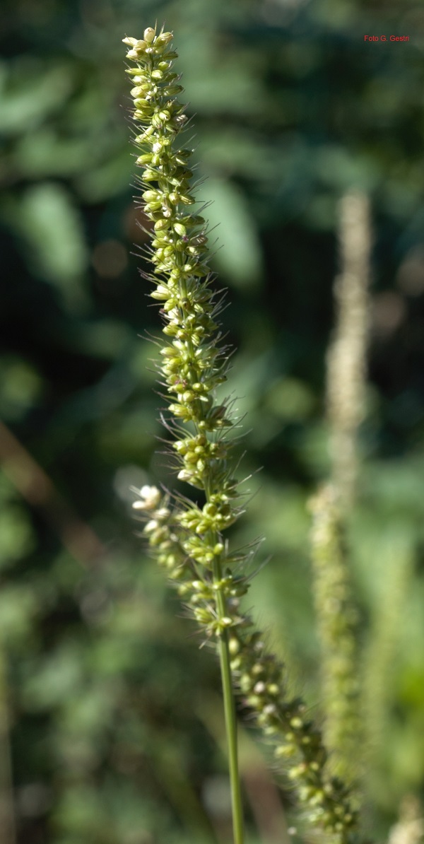 Setaria verticillata (L.) P. Beauv.