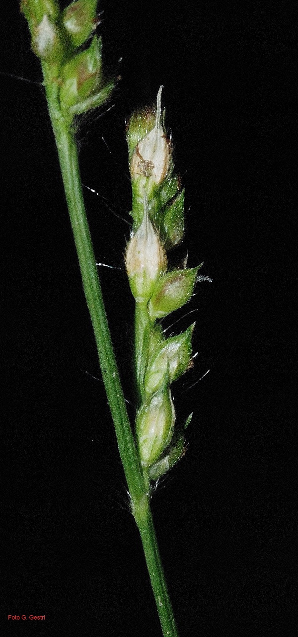 Sorghum halepense (L.) Pers.
