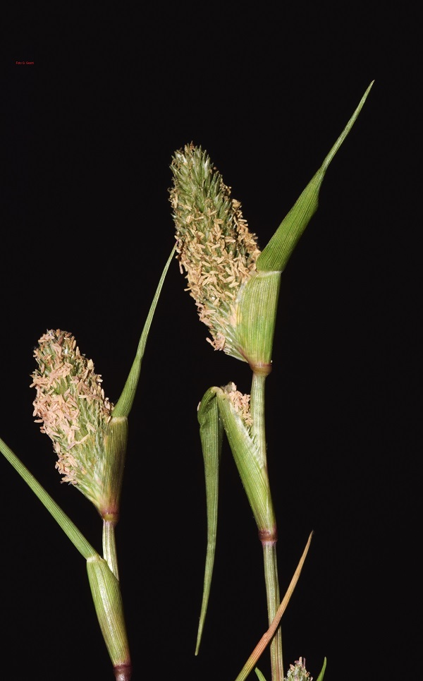 Sporobolus schoenoides (L.) P.M. Peterson