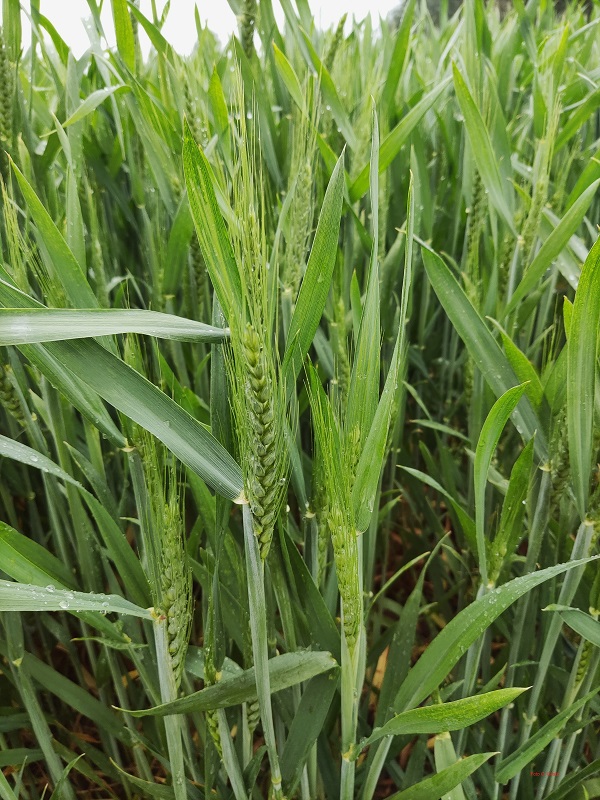 Triticum aestivum L. 