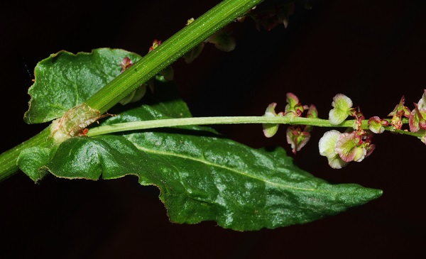 Rumex arifolius All.