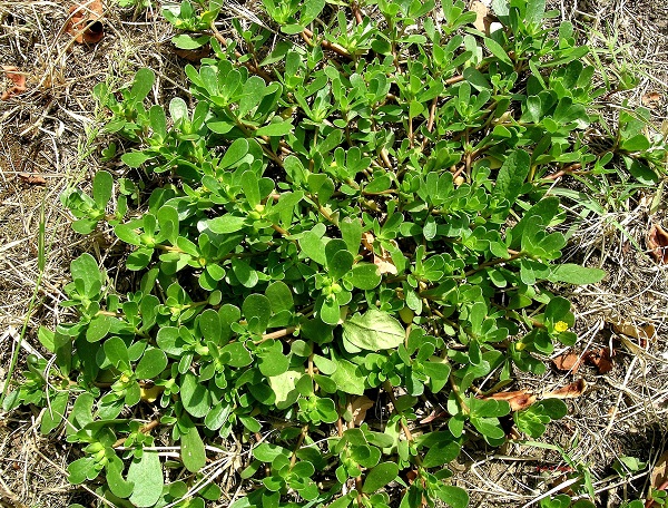 Portulaca oleracea L. 