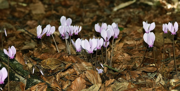 Cyclamen hederifolium Alton