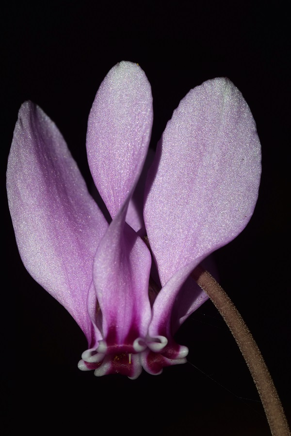 Cyclamen hederifolium Alton