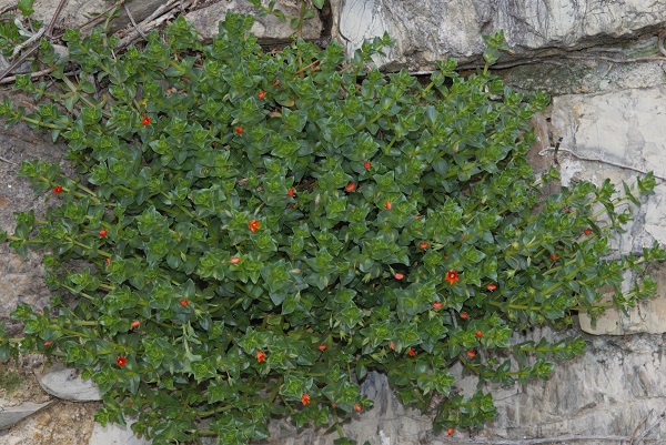 Lysimachia arvensis (L.) U. Manns & Anderb.
