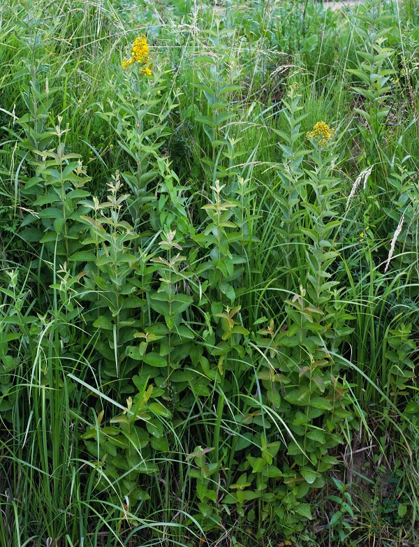 Lysimachia vulgaris L.