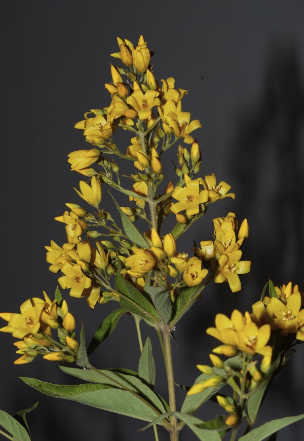 Lysimachia vulgaris L.