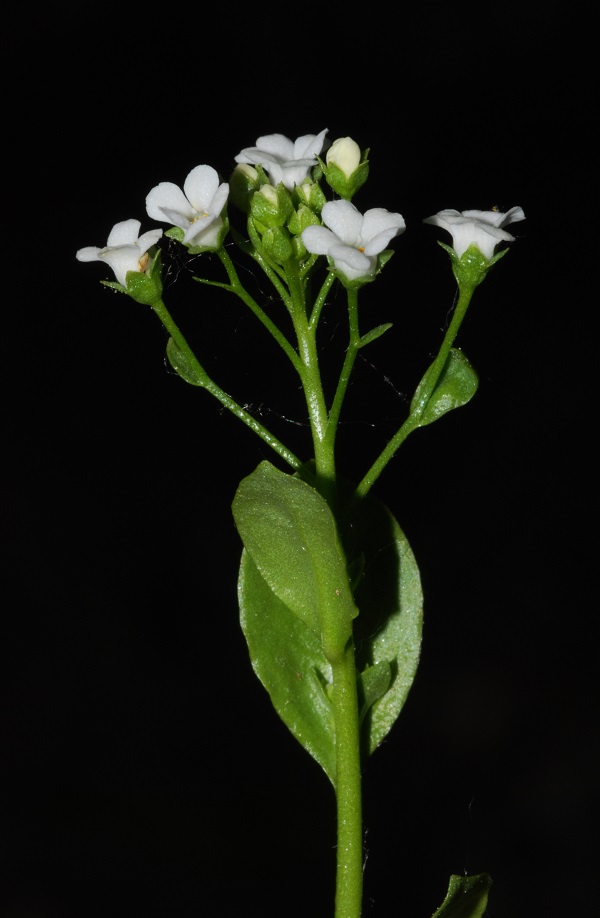 Samolus valerandi L.