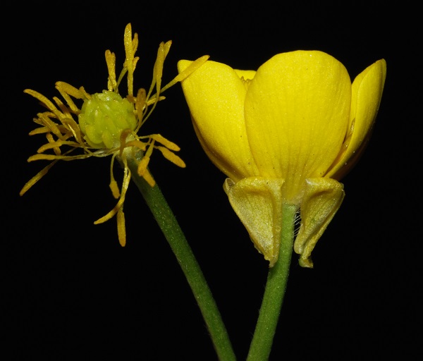 Ranunculus bulbosus L.