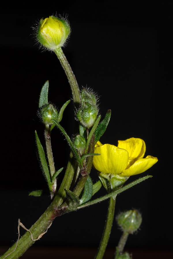 Ranunculus sardous Crantz 