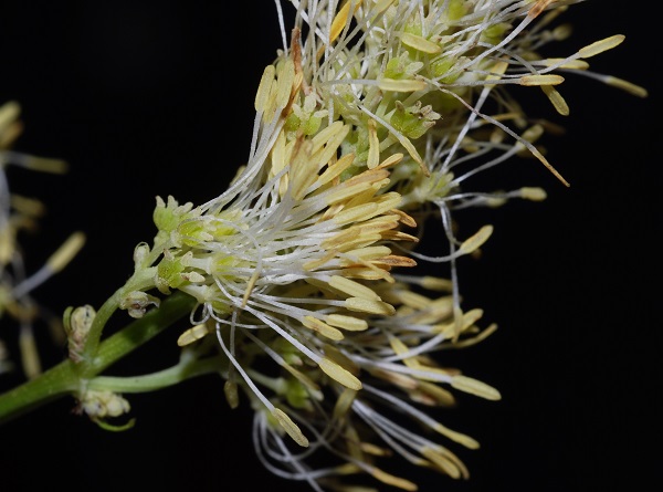 Thalictrum lucidum L.