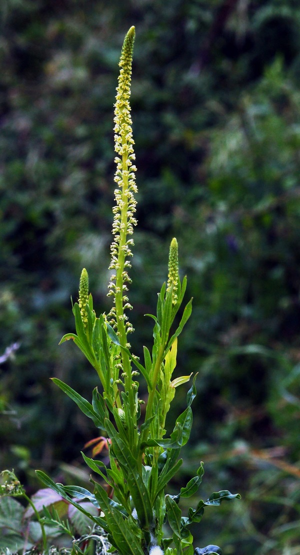 Reseda luteola L.