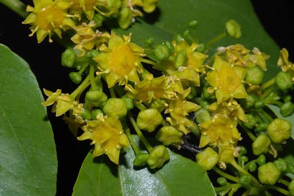 Paliurus spina-christi Miller