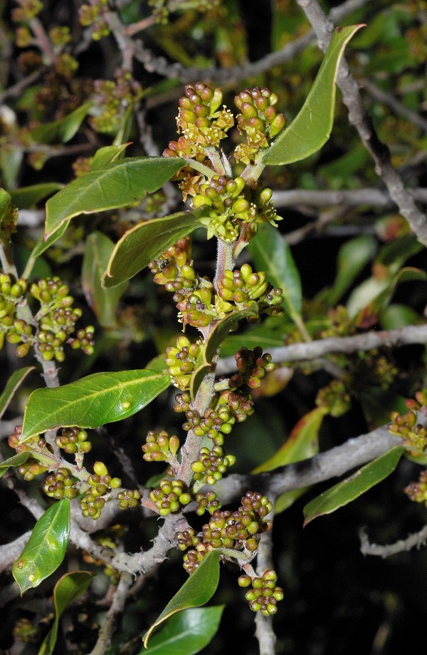 Rhamnus alaternus L.