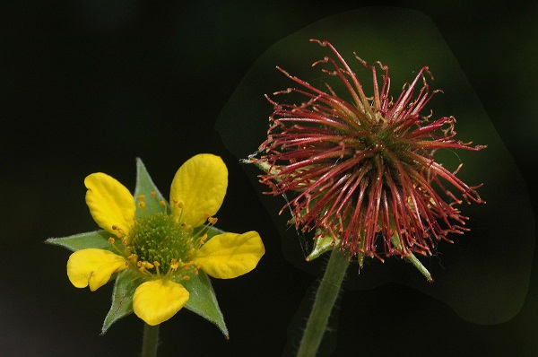 Geum urbanum L.