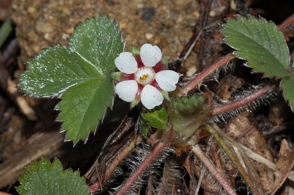 Potentilla micrantha Ramond