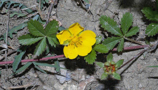Potentilla reptans L.