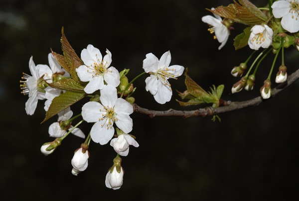 Prunus avium (L.) L. 