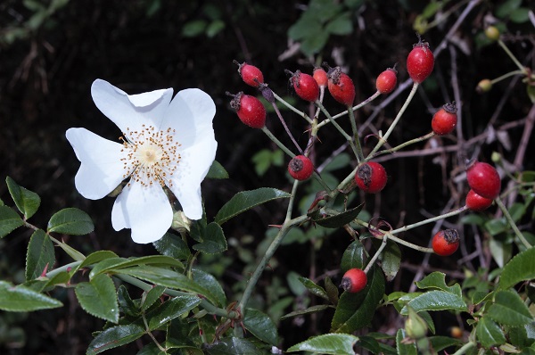 Rosa sempervirens L.