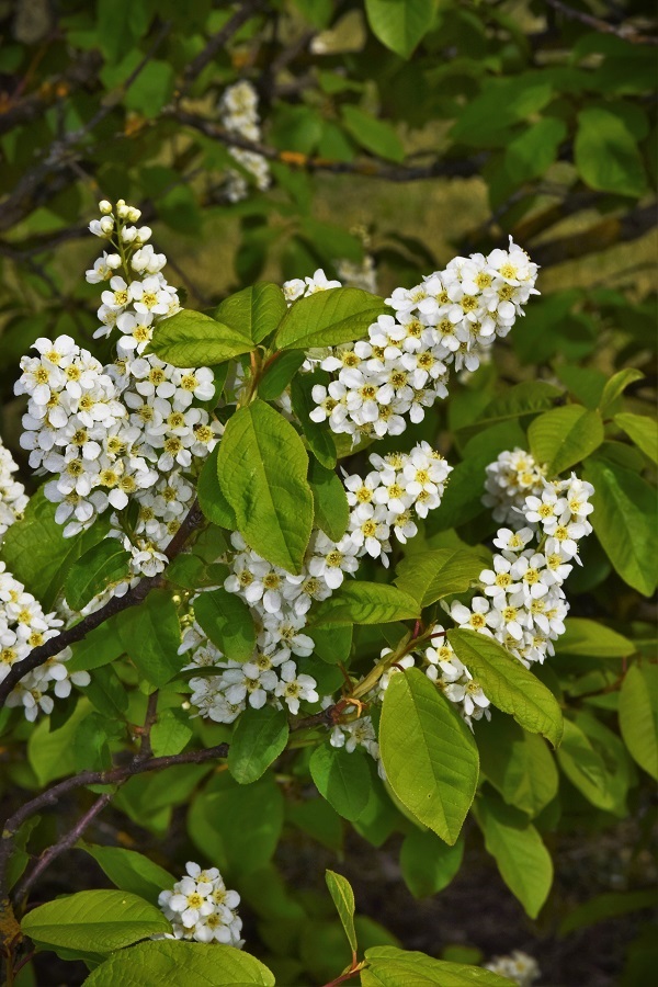 Prunus padus L.