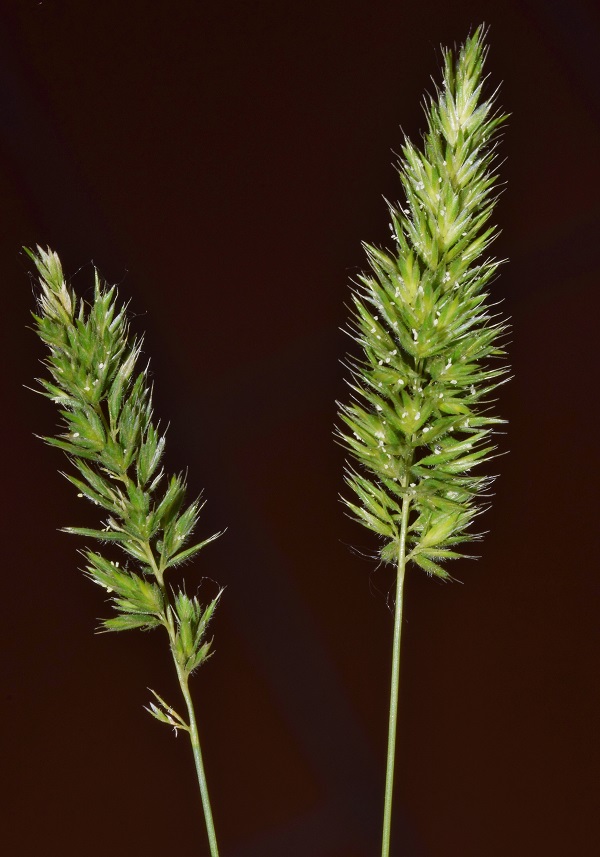 Rostraria cristata (L.) Tzvelev