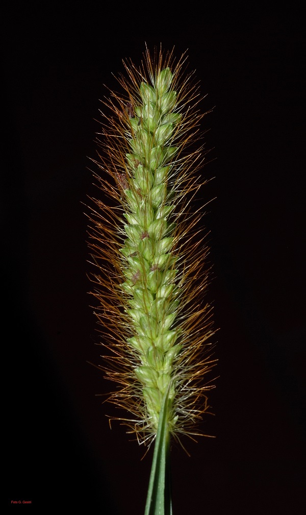 Setaria pumila (Poir.) Roem.