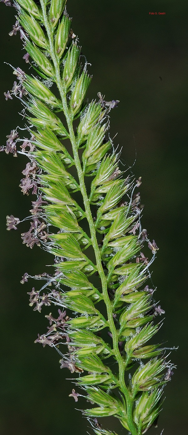 cynosurus cristatus
