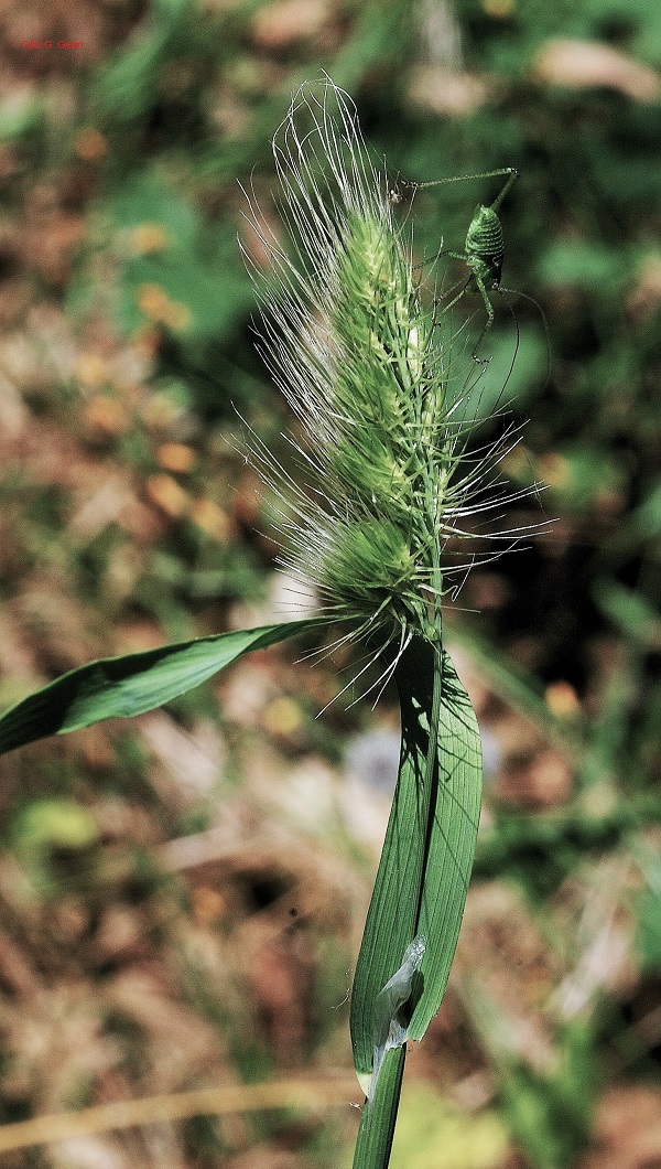 Cynosurus echinatus