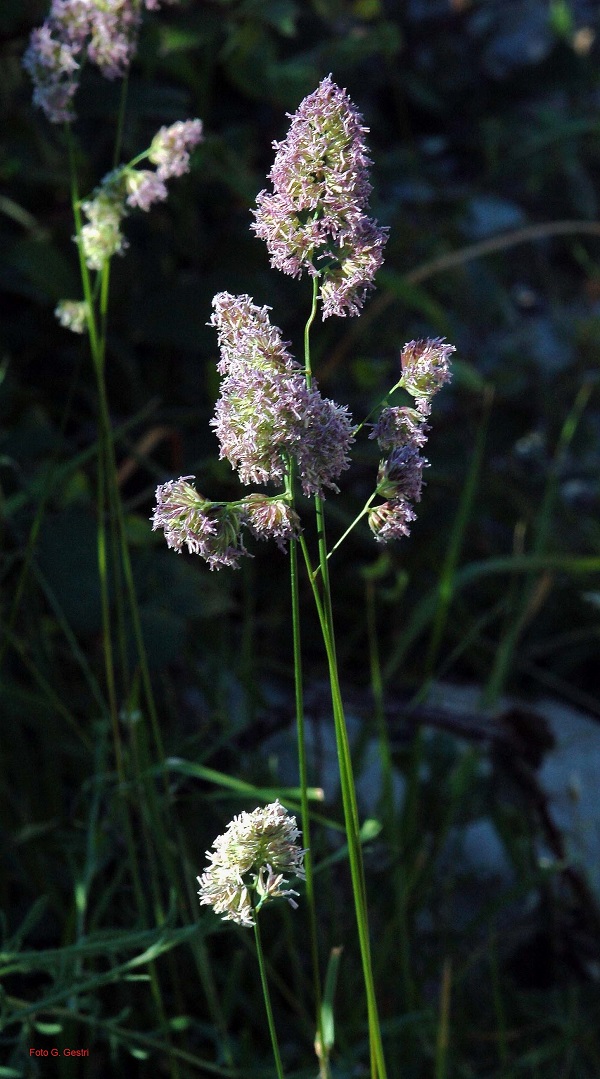 Dactylis glomerata
