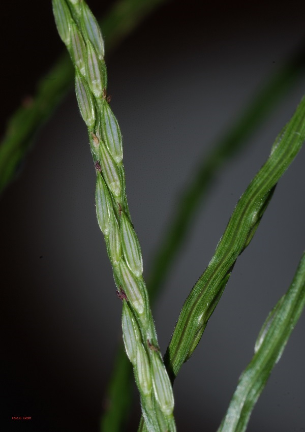Digitaria
