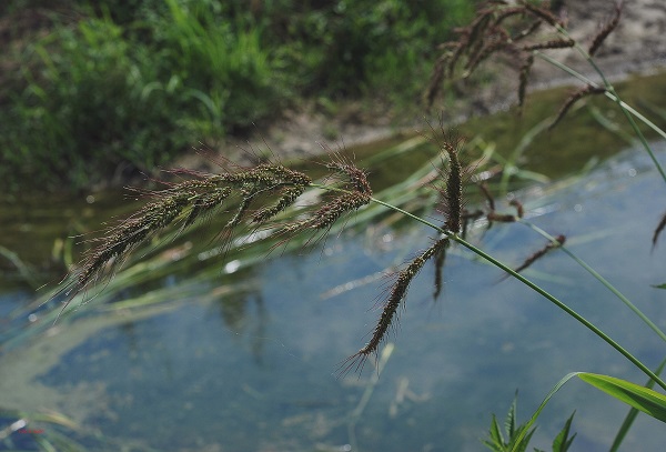 Echinochloa