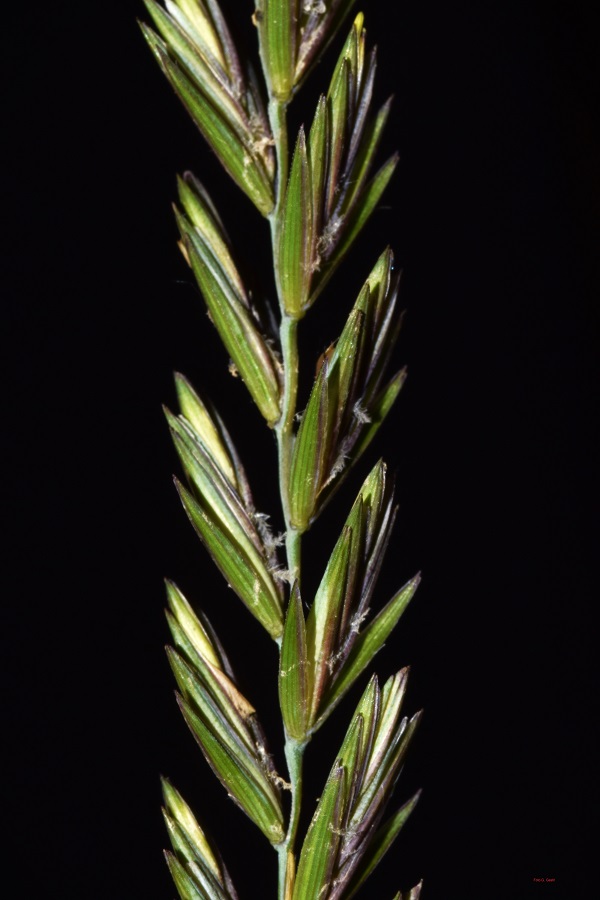 Elymus