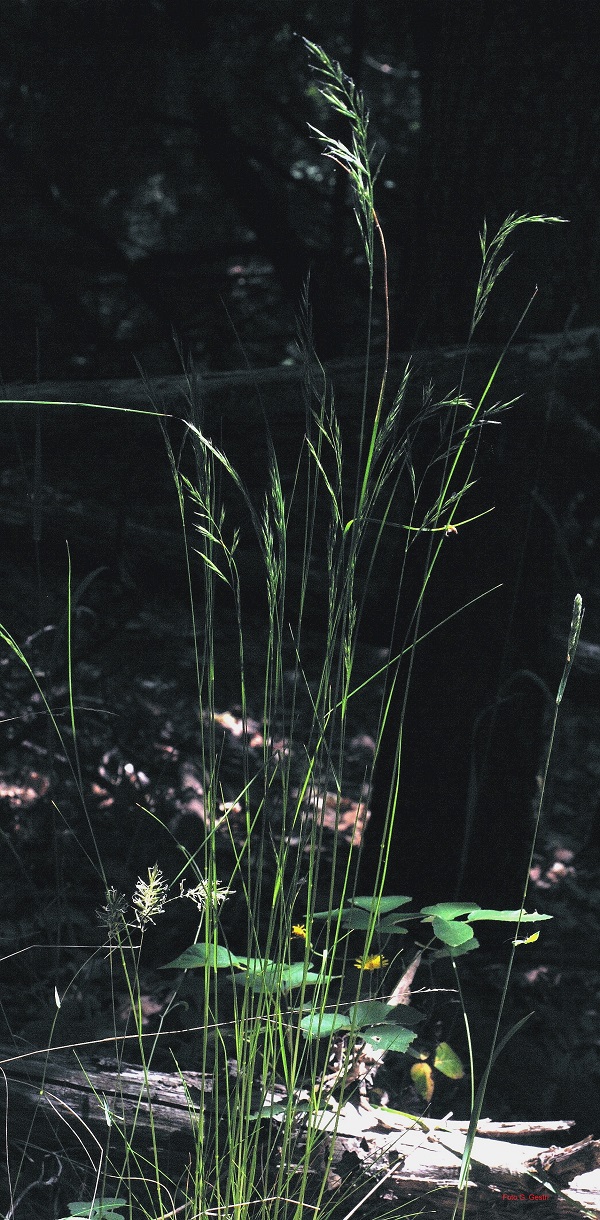 festuca
