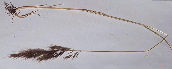 festuca