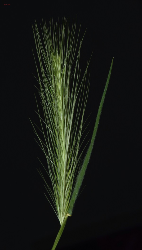 hordeum 