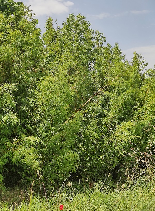 Phyllostachys 