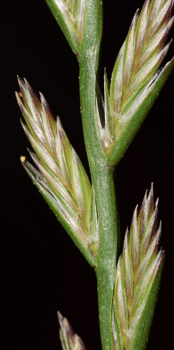 Lolium multiflor