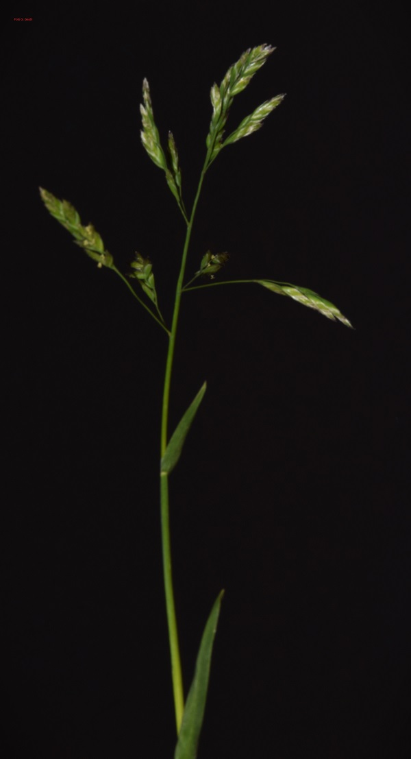 poa