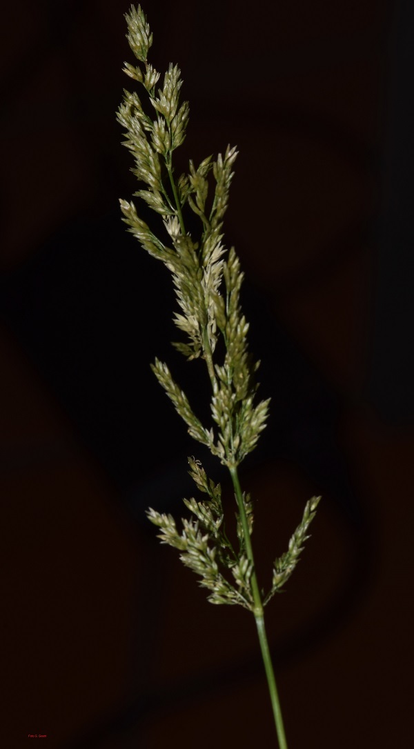 agrostis