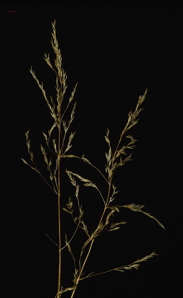 capill