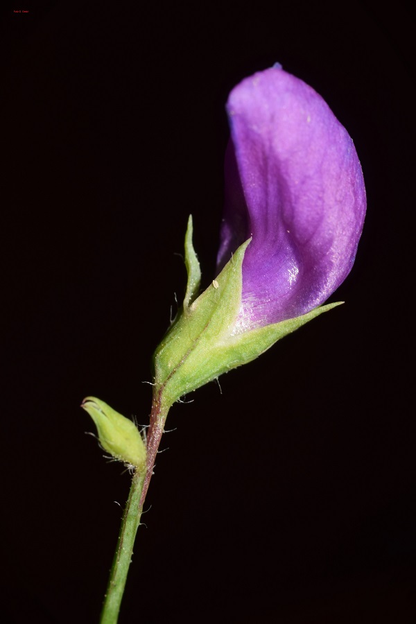 lathyrus h fior