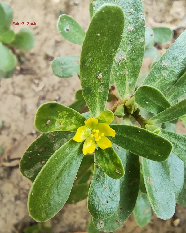 Portulaca ol fi
